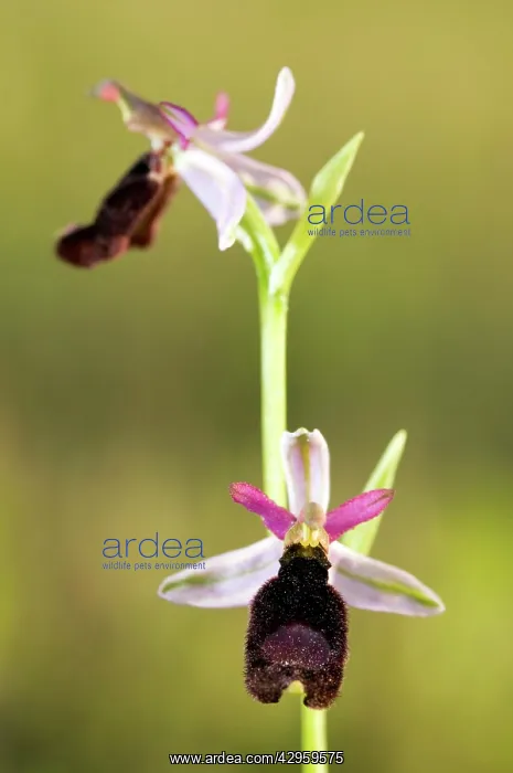 : Bertoloni's Bee Orchid : Bertoloni's Bee Orchid