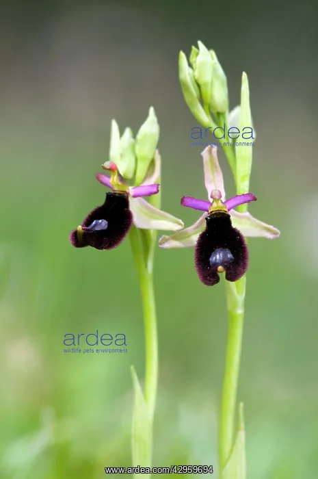 : Bertoloni's Bee Orchid : Bertoloni's Bee Orchid