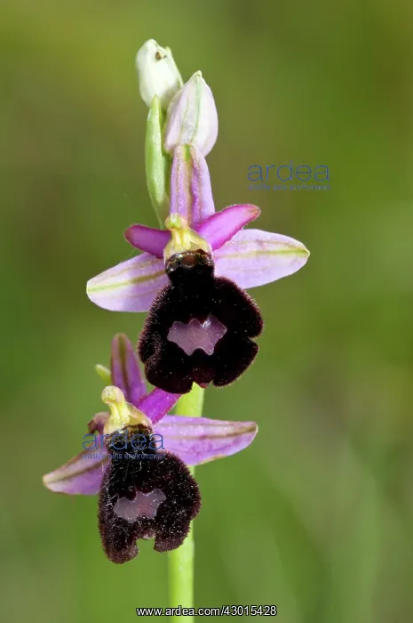 : Bertoloni's Bee Orchid : Bertoloni's Bee Orchid