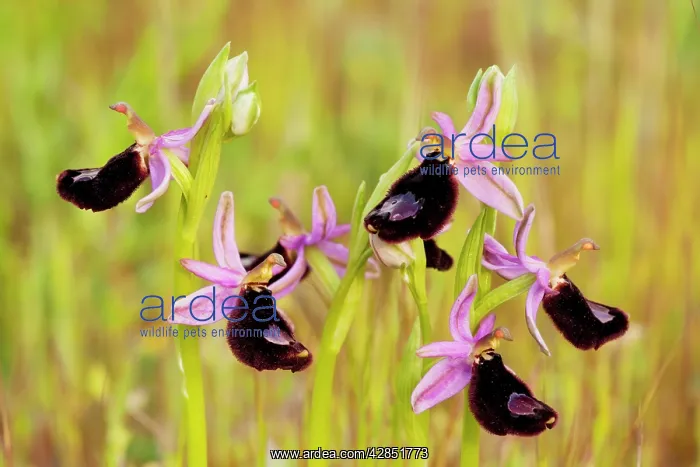 : Bertoloni's Orchid - Gargano Peninsula : Bertoloni's Orchid - Gargano Peninsula