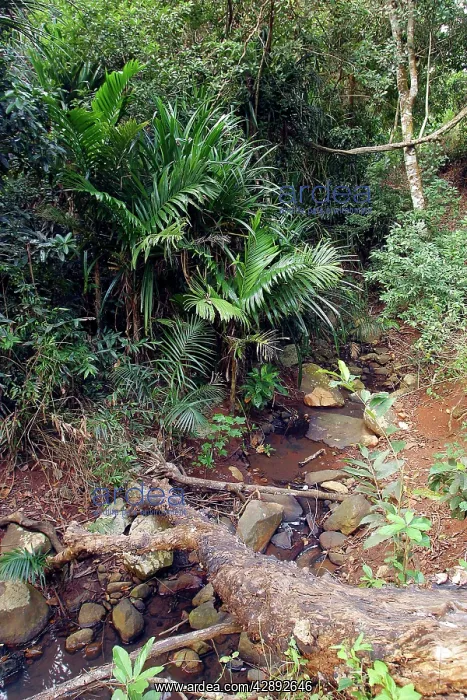 : Betel Palm : Betel Palm