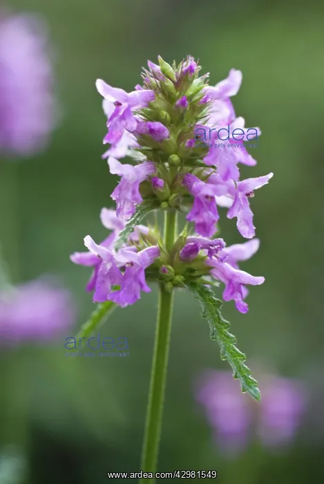 : Betony, Stachys officinalis : Betony, Stachys officinalis