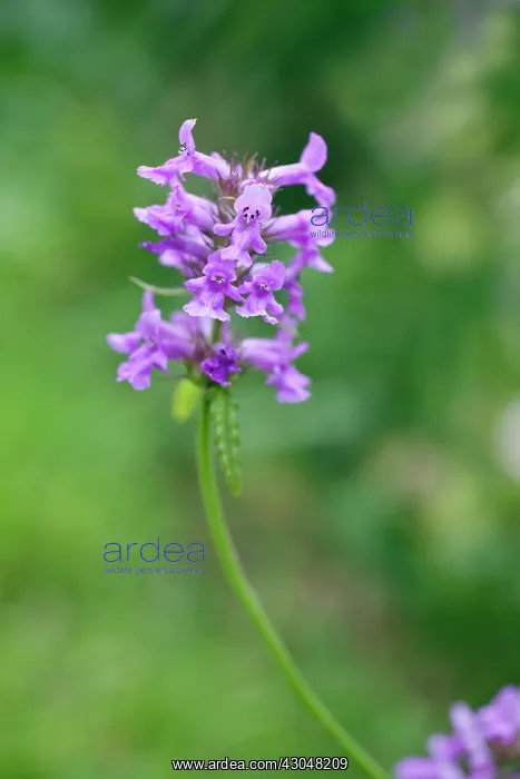 : Betony, Stachys officinalis. Spike of small, tubular, purple - blue flowers : Betony, Stachys officinalis. Spike of small, tubular, purple - blue flowers