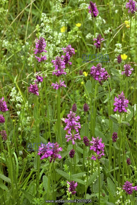 : Betony - in flower in meadow : Betony - in flower in meadow