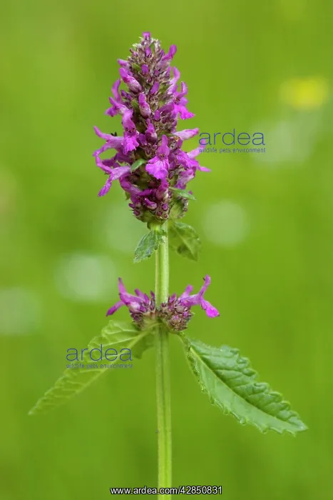  : Betony - in flower, in old pasture. Widespread