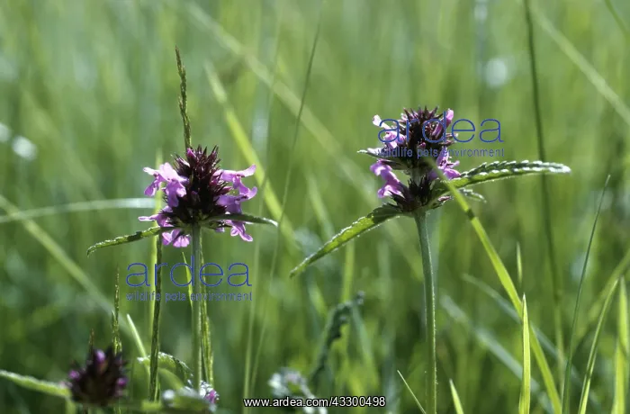 : BETONY - two flowers : BETONY - two flowers