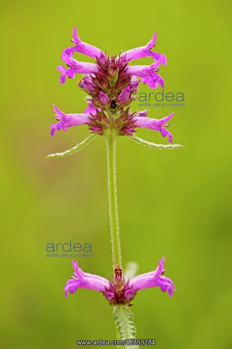 : Betony, in meadow : Betony, in meadow