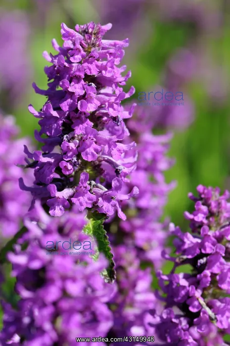 : Betony, Stachys officinalis Hummelo, Purple colour colour : Betony, Stachys officinalis Hummelo, Purple colour colour