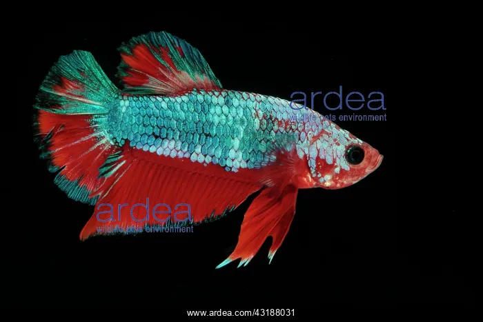 : Betta Plakat Fancy Dragon : Betta Plakat Fancy Dragon