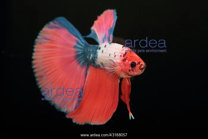  : Betta Super Delta