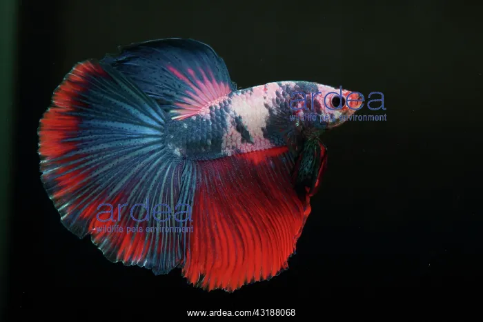 : Betta Super Delta : Betta Super Delta