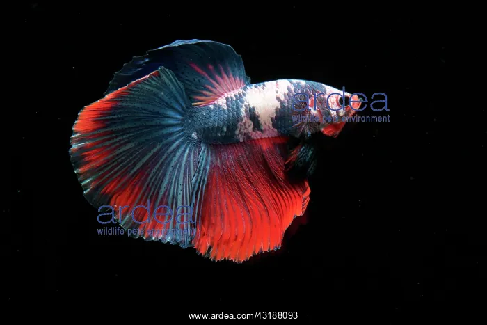 : Betta Super Delta : Betta Super Delta