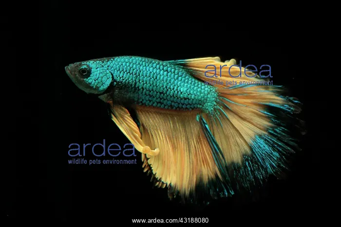 : Betta Super Delta Mustard Gas male : Betta Super Delta Mustard Gas male