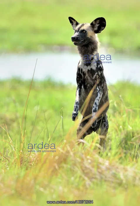: to better identify its prey : to better identify its prey