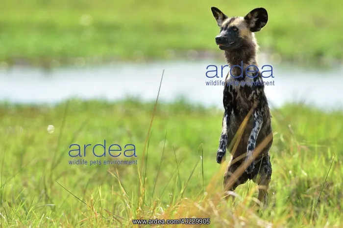 : to better identify its prey : to better identify its prey