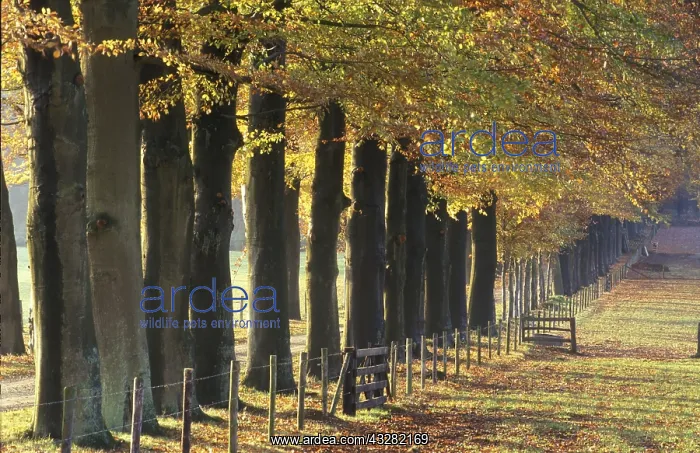  : beukenlaan
