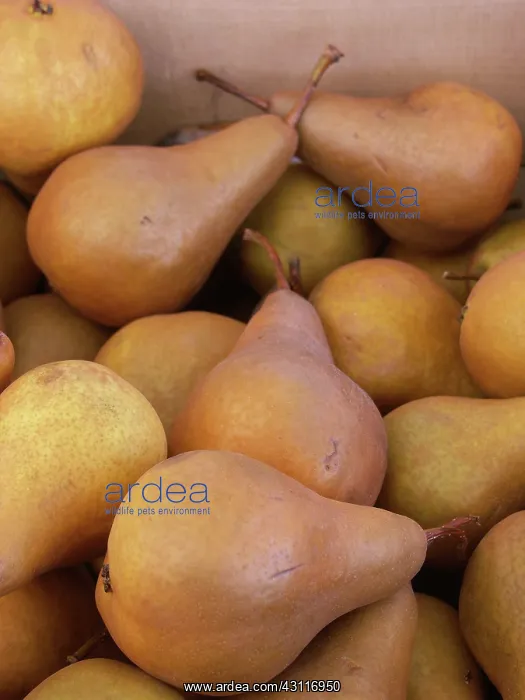 : Pears. Beurre bosc pears : Pears. Beurre bosc pears