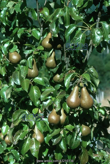 : Pears. Beurre bosc pears ripening on the tree : Pears. Beurre bosc pears ripening on the tree