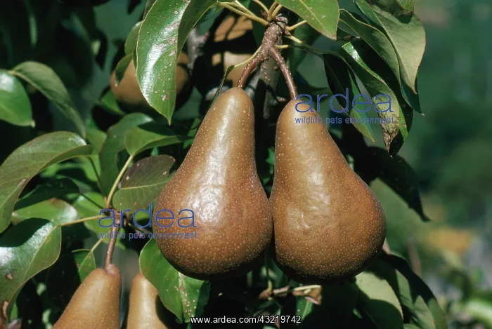 : Pears. Beurre bosc pears ripening on the tree : Pears. Beurre bosc pears ripening on the tree