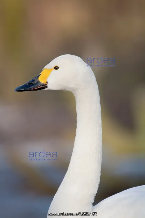 : Bewick Swan : Bewick Swan