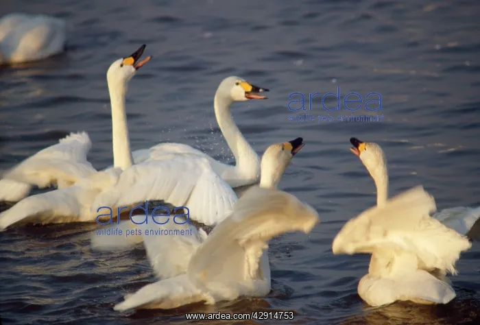 : Bewick Swan - display : Bewick Swan - display