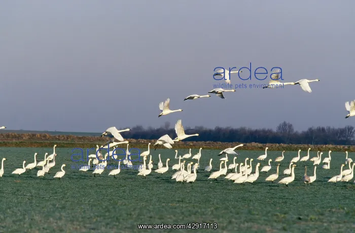 : Bewick Swan - In flight : Bewick Swan - In flight