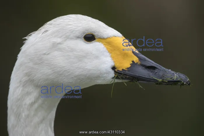  : Bewick Swan - Portrait - Lancashire - UK