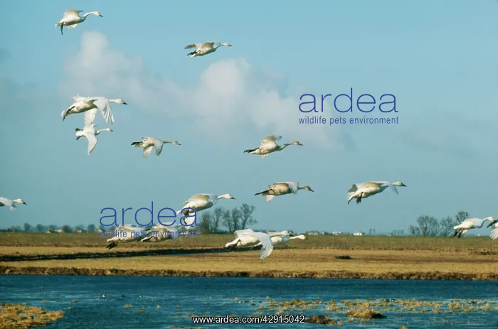 : Bewick SWANS - in flight : Bewick SWANS - in flight
