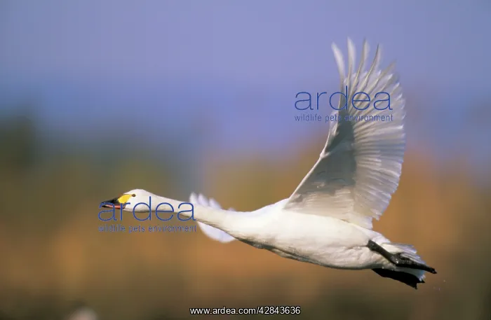 : BewickIs Swan- taking off : BewickIs Swan- taking off