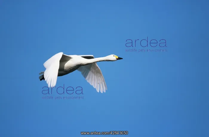 : BewickIs / Tundra / Whistling SWAN - in flight : BewickIs / Tundra / Whistling SWAN - in flight