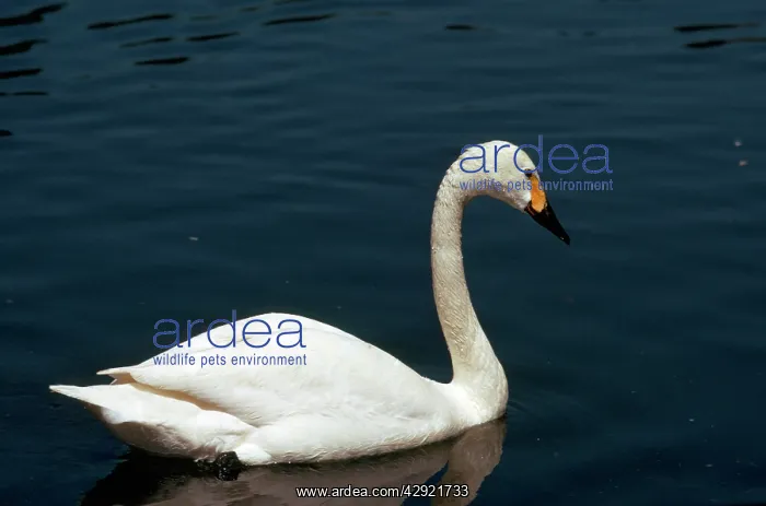 : Bewick's Swan : Bewick's Swan