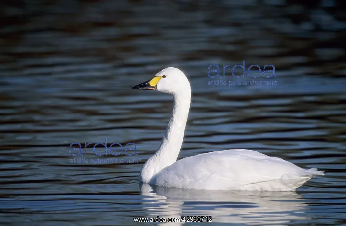 : Bewick's Swan : Bewick's Swan