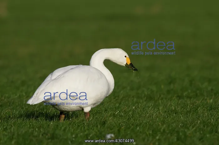 : Bewick's Swan : Bewick's Swan