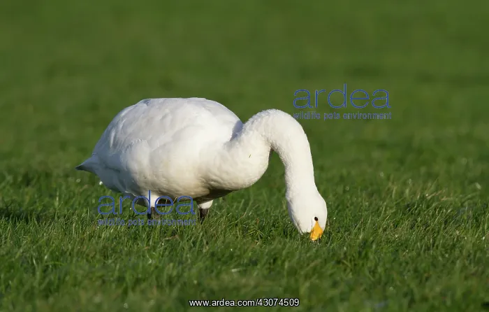 : Bewick's Swan : Bewick's Swan