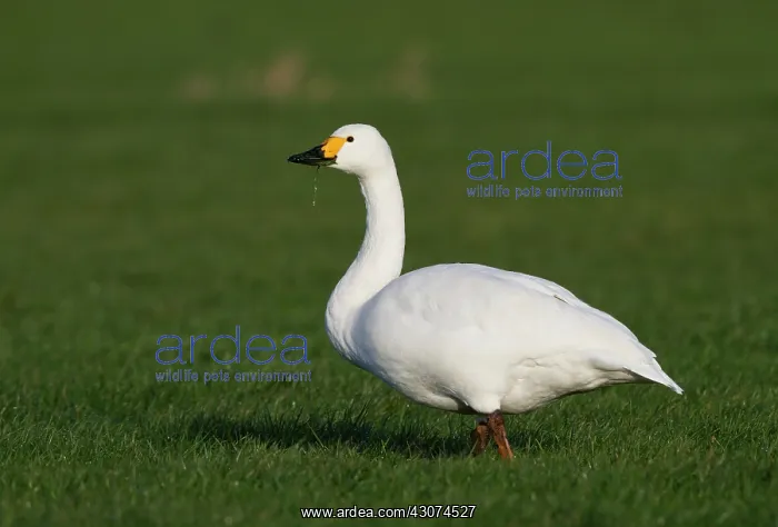 : Bewick's Swan : Bewick's Swan