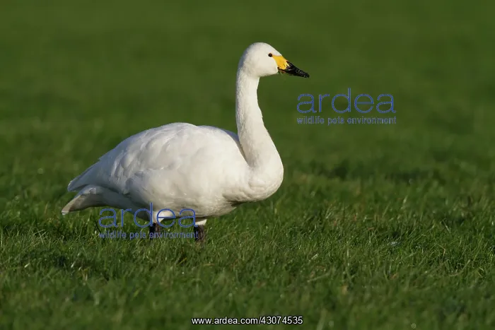 : Bewick's Swan : Bewick's Swan