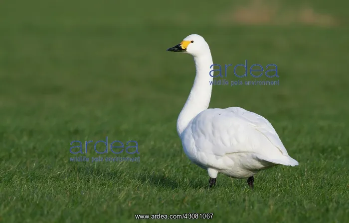 : Bewick's Swan : Bewick's Swan