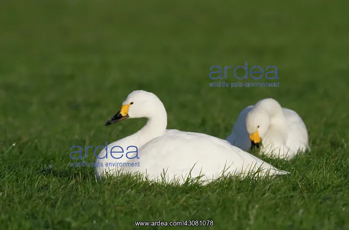 : Bewick's Swan : Bewick's Swan
