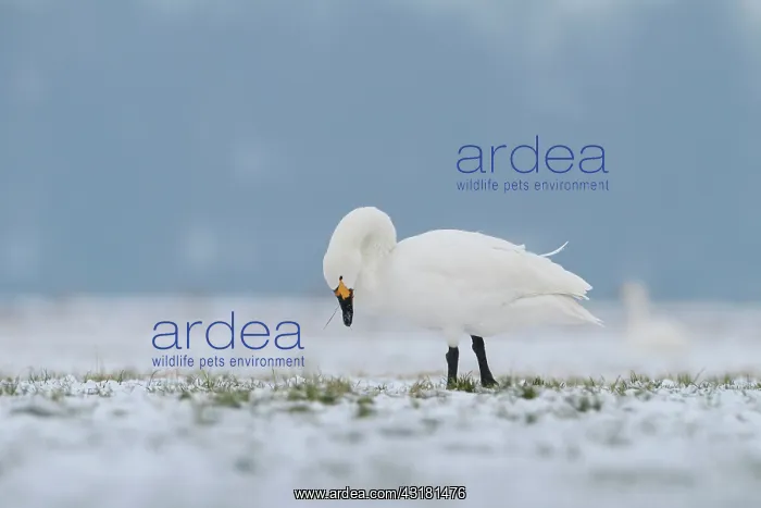 : Bewick's Swan : Bewick's Swan