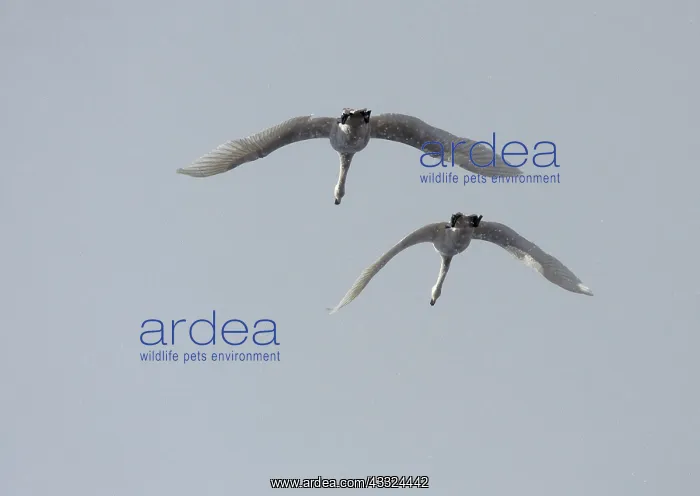 : Bewick's Swan : Bewick's Swan