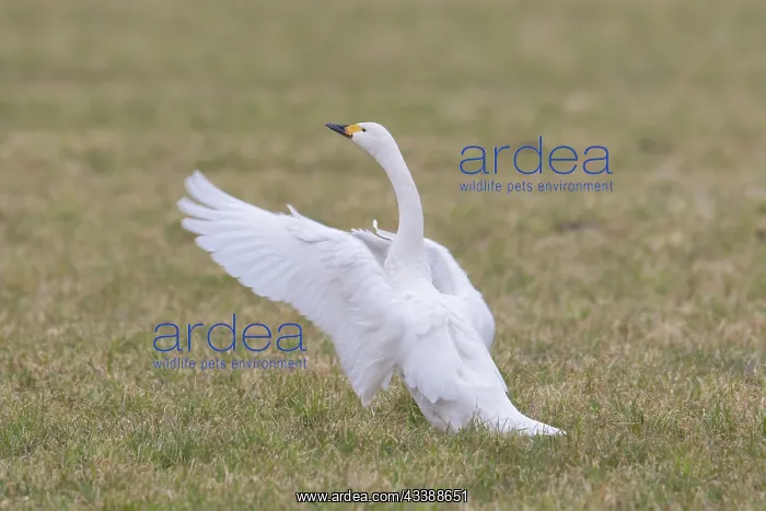 : Bewick's Swan : Bewick's Swan