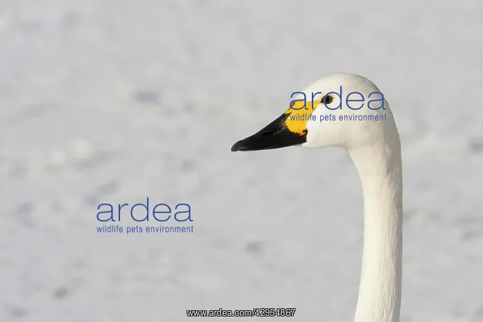 : Bewick's Swan - Close up portrait of head and neck : Bewick's Swan - Close up portrait of head and neck