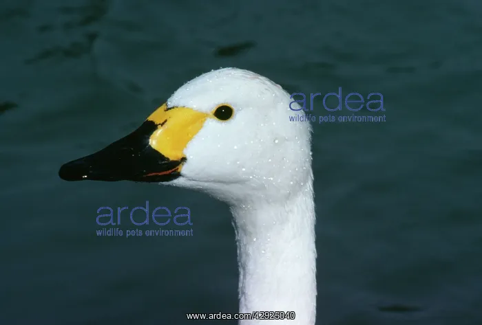 : Bewick's Swan - close-up : Bewick's Swan - close-up