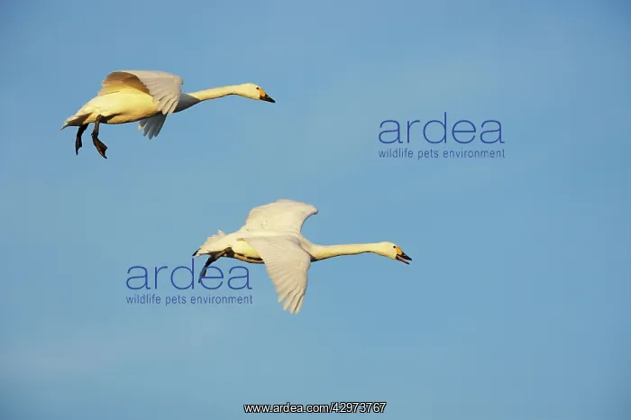 : Bewick's Swan - Coming in to Land : Bewick's Swan - Coming in to Land
