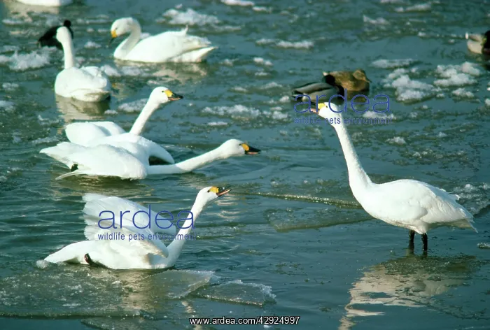 : Bewick's Swan - display : Bewick's Swan - display