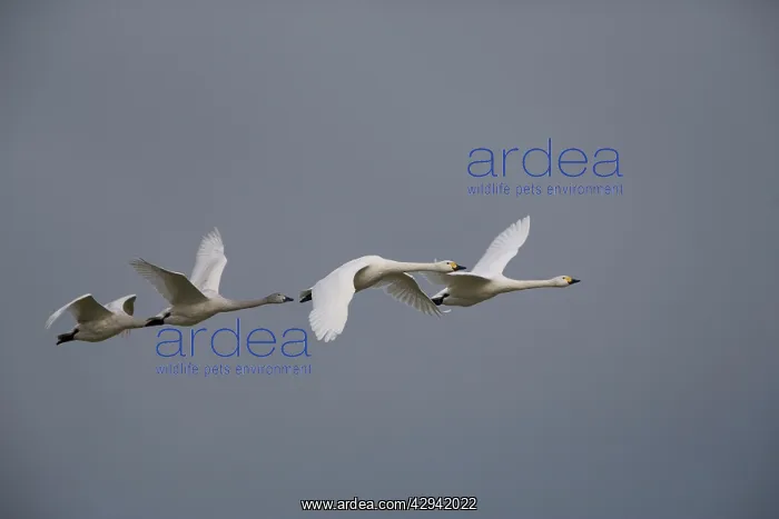 : Bewick's Swan - In flight 4 : Bewick's Swan - In flight 4