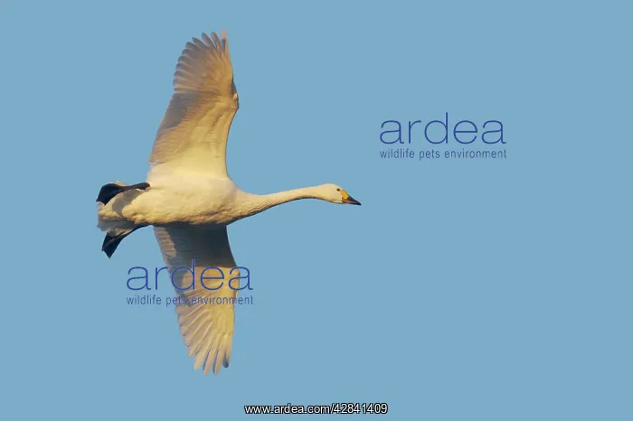 : Bewick's Swan - in flight : Bewick's Swan - in flight