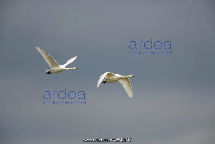 : Bewick's Swan - Two in flight : Bewick's Swan - Two in flight