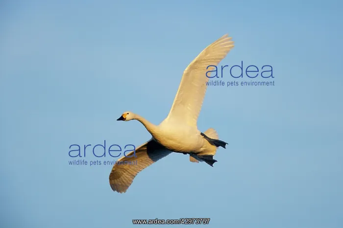 : Bewick's Swan - In Flight : Bewick's Swan - In Flight