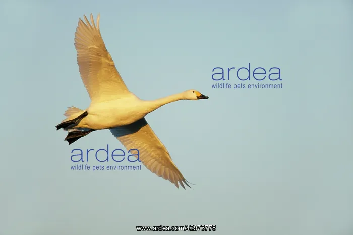 : Bewick's Swan - In Flight : Bewick's Swan - In Flight